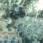 La Pinna Nobilis ripopola il mare di Marciana Marina