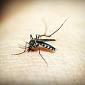 Disinfestazioni a Marina per un caso di Dengue