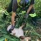 Cane rischia di annegare in un pozzo