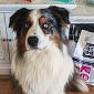 Cane ipovedente vince il trofeo di mantrailing