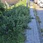 "La forestazione urbana è già qui, strade invase dall'erba"