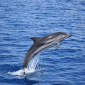 Isole in ascolto per la tutela dei cetacei