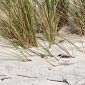 Monitoraggio alle spiagge bianche per il fratino