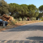 Albero rimosso e strada riaperta