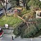 Grosso albero crolla in strada
