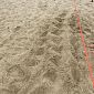 Tartarughe marine, spiagge osservate speciali