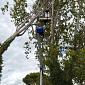 Albero danneggiato sul Viale D'Annunzio