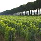 Dalla Regione quasi 7 milioni per la viticoltura