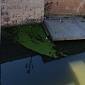 Patina verde sull'Arno, il Comune chiede chiarezza all'Arpat