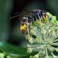 Allarme vespa velutina, api in pericolo fra Toscana e Liguria