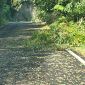 Violento temporale, grandine e alberi caduti