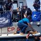 La tartaruga Dede torna in mare dopo mesi di cure