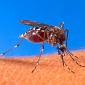 Dengue, come difendersi dalle zanzare