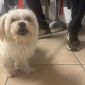 Cagnolino recuperato dalla Municipale cerca casa