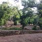 Festival dei castagneti, focus su natura e futuro