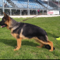 Gundo, cane livornese star internazionale