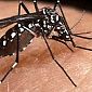 Dengue, Toscana sesta in Italia per numero di casi