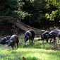  "Cinta Senese a Pianosa per salvare la specie"