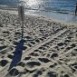 Mamma tartaruga nidifica a Fetovaia