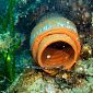 Polpi, anfore dei bimbi per ripopolare il mare