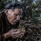 All'Elba la rinascita del bosco delle castagne