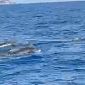 I delfini danno spettacolo nel mare dell'Elba