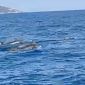Lo spettacolo dei delfini nel mare dell'Elba