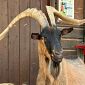 Scomparso Muschio, caprone ospite del rifugio