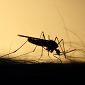 Dengue, in Italia ci sono anche 36 casi autoctoni