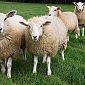 In Toscana le pecore indossano collari intelligenti