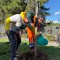 Due nuovi alberi nel giardino della scuola