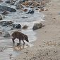 Cinghiale si rinfresca con un bagno in mare