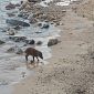 Il gran caldo porta il cinghiale al mare