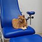 ​Il gatto Pitagora fa le fusa al Meyer