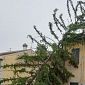 Il vento butta giù alberi, vasi e installazioni