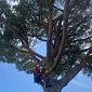 Monitorati gli alberi di scuole e spazi pubblici