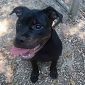 Trovato un cucciolo senza microchip 