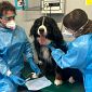 L'ospedale veterinario "Modenato" compie 10 anni