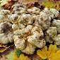 Il tartufo bianco protagonista a Montopoli