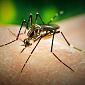 Un caso di Dengue e scatta la disinfestazione