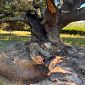 Incendiato albero monumentale di oltre 600 anni