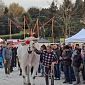 Successo per la Mostra bovini di razza Chianina