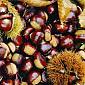 Settimana delle Castagne con concorso nazionale
