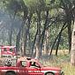 Due incendi nella pineta, ipotesi dolosa