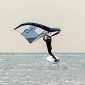 Conto alla rovescia per Elba Foil Fest