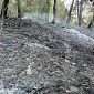 Le fiamme percorrono il sottobosco