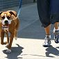 Animali in città, anche a Livorno buone pratiche 