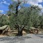 Gusto, sapori e tanto altro per Corte Olea