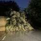 Albero crolla e invade la strada