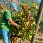 Arrighi, una guida per il rilancio del vino dell'Elba. E non solo 